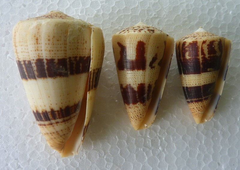 Conus (Strategoconus) augur [Lightfoot], 1786 P1020524