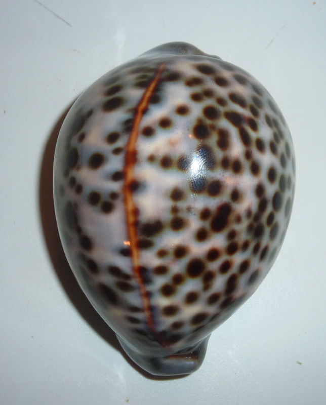 Cypraea tigris tigris Linnaeus, 1758 - Page 4 P1020526