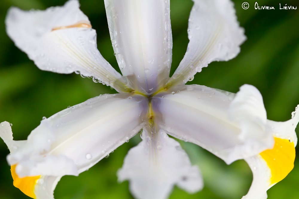 Douceur d'un Iris blanc de Hollande _mg_5810