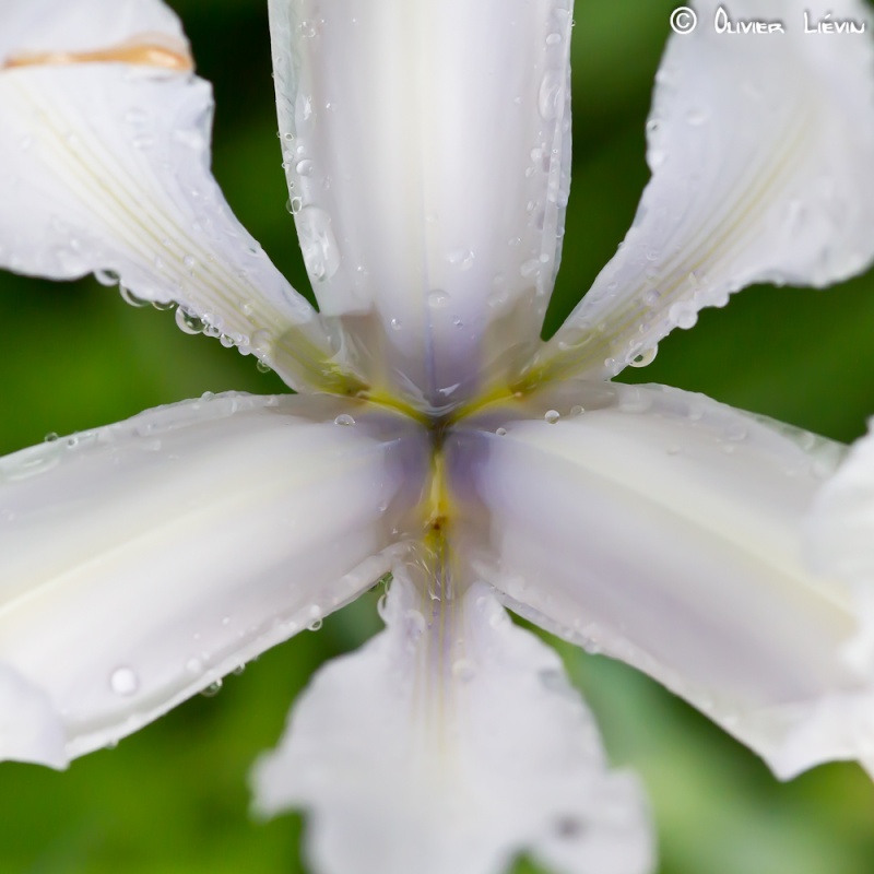 Douceur d'un Iris blanc de Hollande _mg_5818