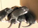 Cherche rat à adopter sur Lille P1040840
