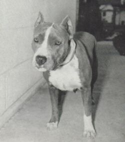 Foundation of the American Bully Part 2 Med_4b10