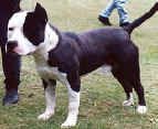 Foundation of the American Bully Part 2 Med_4b13