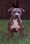 Foundation of the American Bully Part 2 Med_4b14