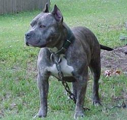 Foundation of the American Bully Part 2 Med_4b15