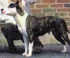 Foundation of the American Bully Part 2 Med_4c11