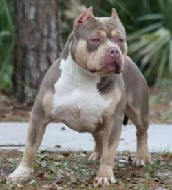 Foundation of the American Bully Part 2 Med_4c12