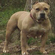 Foundation of the American Bully Part 2 Med_4d13