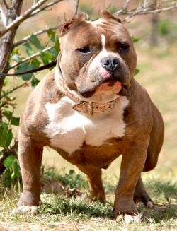 Foundation of the American Bully Part 2 Med_4d15