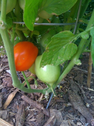 Tomato Tuesday/Middle South Heinzt10