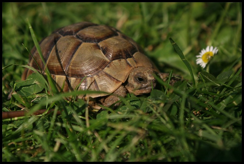 Hélène, notre bébé tortue grecque Webret28