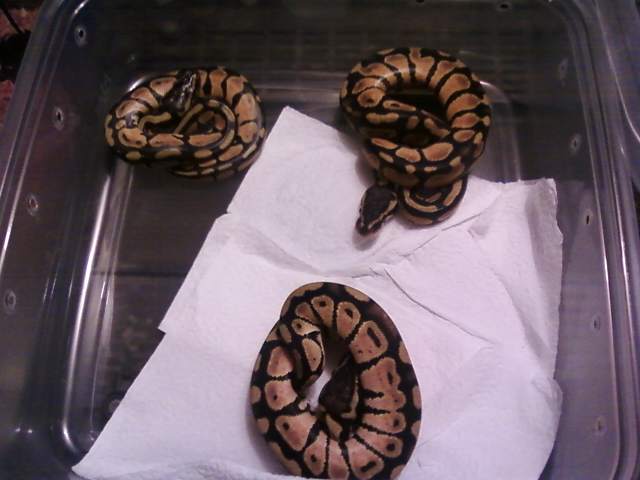 New Hatchlings Pastel15