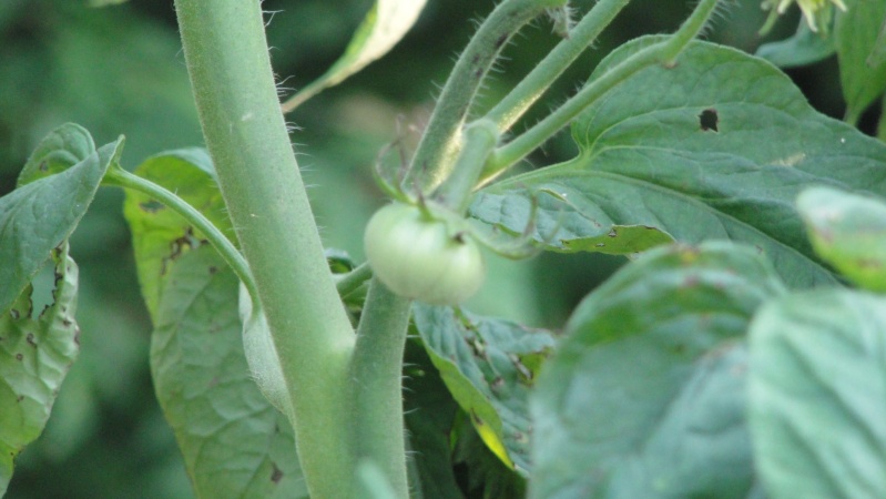 Tomato Tuesday/Middle South 53111_11