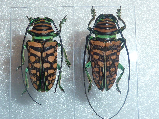[Sternotomis mirabilis] identification cerambycidae africain Insect25