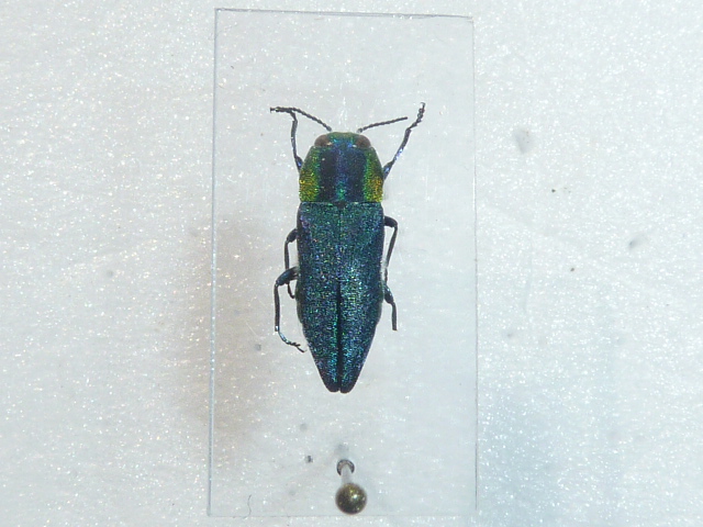 [Anthaxia (Cratomerus) hungarica] Insect32