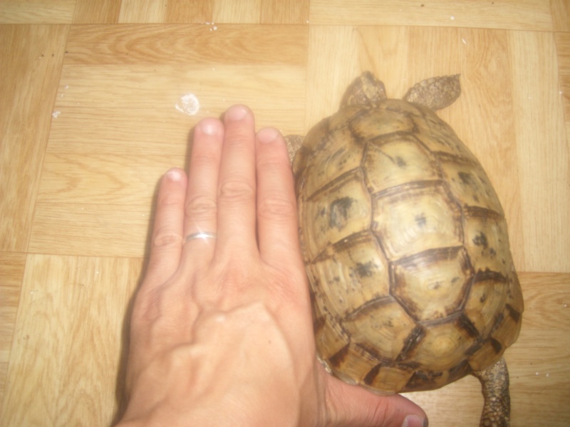 Identification Espèces tortue Sl270210