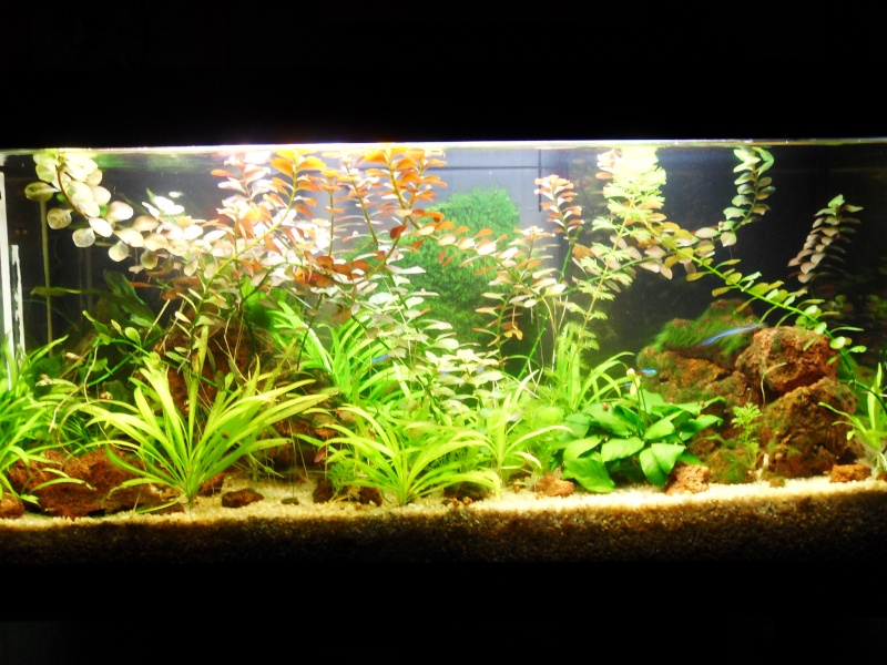 mon aquarium 96 litres Sdc15511