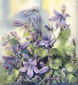 Fleurs aquarelles - Page 2 081_ca11