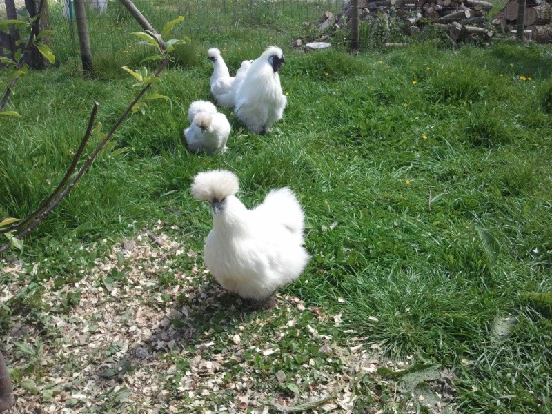 mes poules soie Photo015