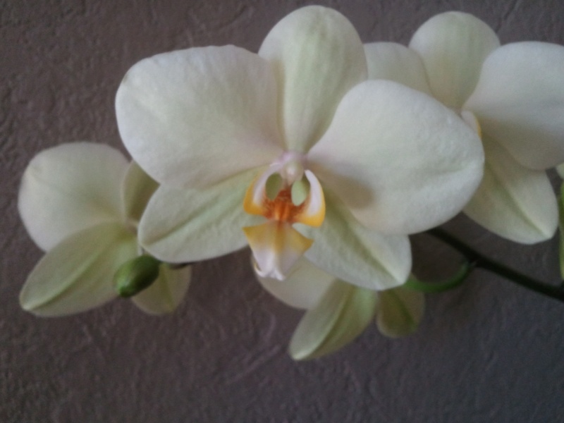 mon orchidée Photo017