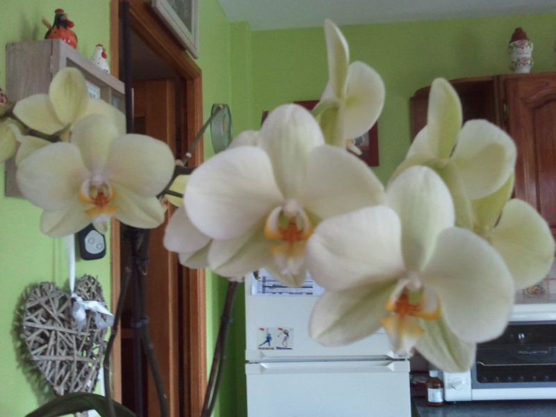 mon orchidée Photo018