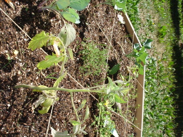 Tomato Tuesday/Western Mtns. & High Plains Dsc00313