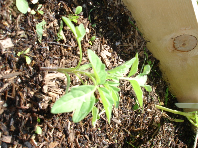 Tomato Tuesday/Western Mtns. & High Plains Dsc00319