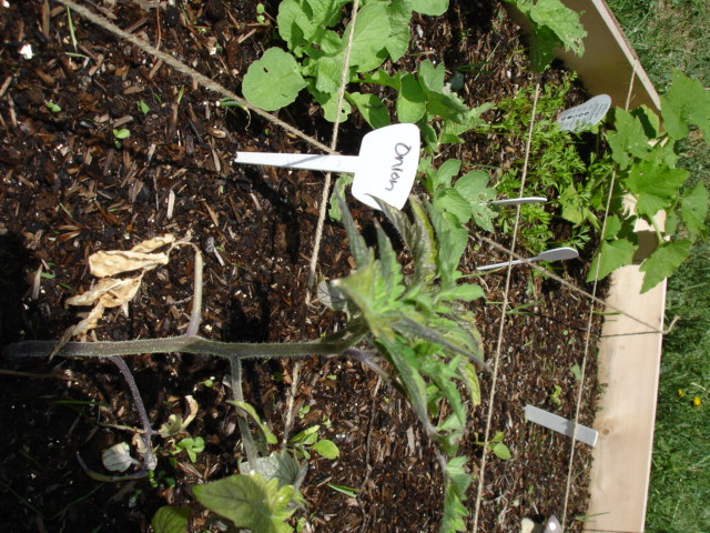 Tomato Tuesday/Western Mtns. & High Plains Dsc00320