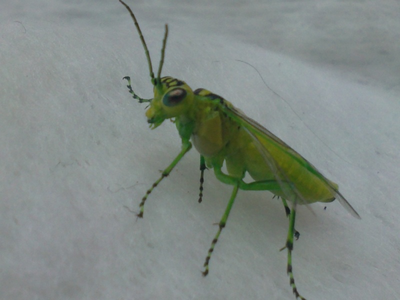 insecte a identifier (photos) 11052012