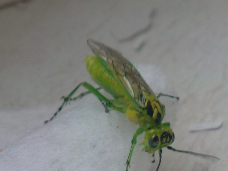 insecte a identifier (photos) 11052013