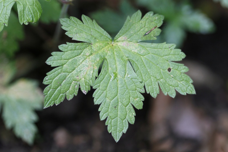 Quel géranium ? Geranium versicolor. Gerani10