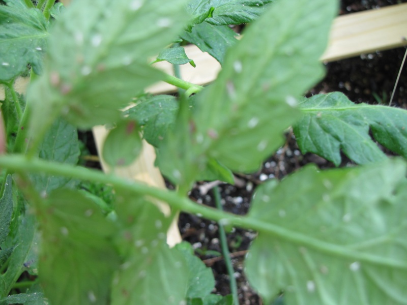 How do I get rid of the tiny bugs covering my tomato plants? Tomato13