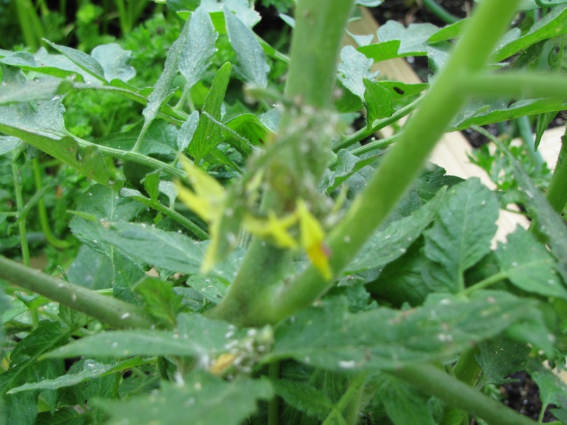 How do I get rid of the tiny bugs covering my tomato plants? Tomato15