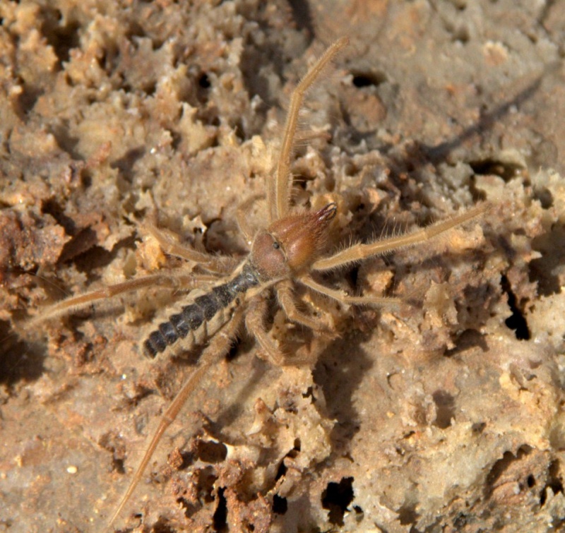 identification araignée, insecte ou crustacé ?  Img_1512
