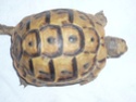 Identification de ma tortue P1040211