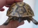 Identification de ma tortue P1040212