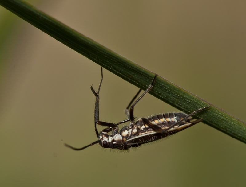 Rhabdocystus guldei? Img_6210