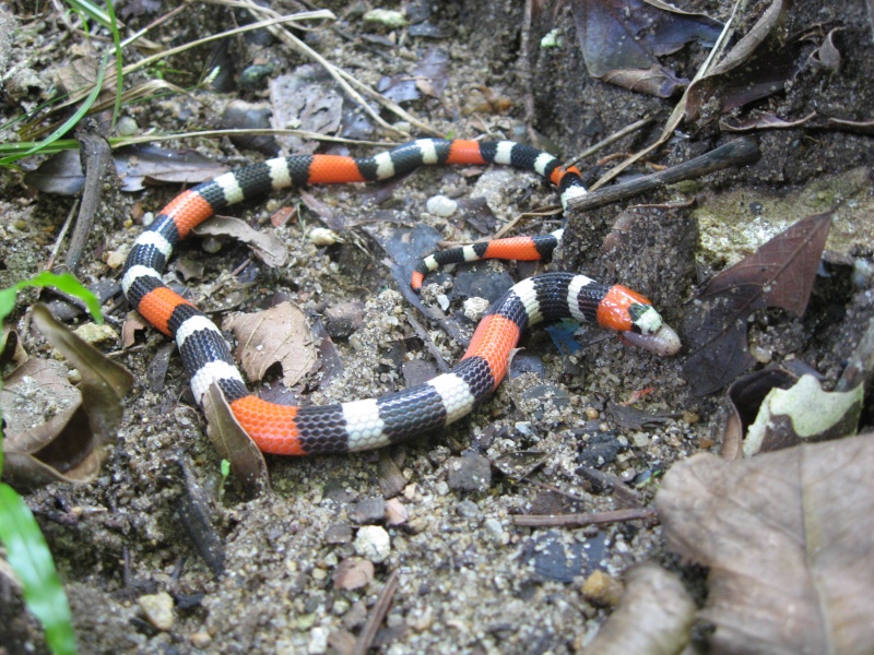 Micrurus ibiboboca X Amphisbaenidae Img_5022