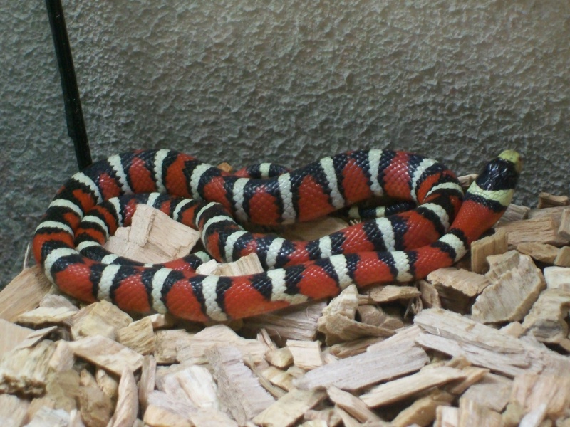 LAMPROPELTIS PYROMELANA  100_2810