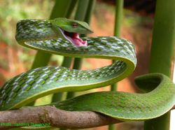 Ahaetulla nasuta (serpent liane) 250px-12