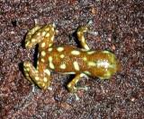 Polkadot Poison Frog /Dendrobates tree 70506810