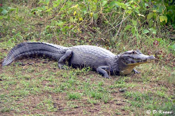 Généralités sur les Crocodiliens Caiman10