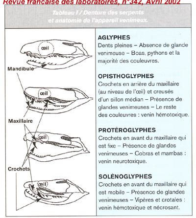 coupe du système venimeux chez les solénoglyphes  Croche10