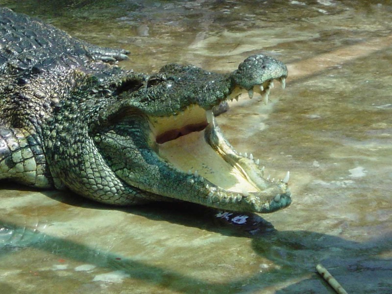 Généralités sur les Crocodiliens  Crocod11