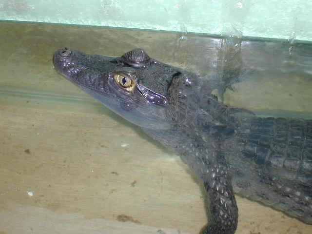 Caiman crocodilus Dundee10