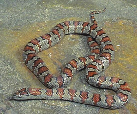 lampropeltis mexicana   Except10