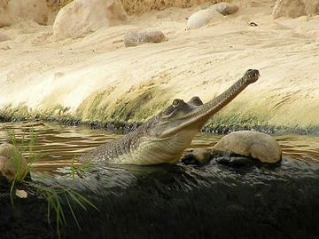 Généralités sur les Crocodiliens  Gavial10