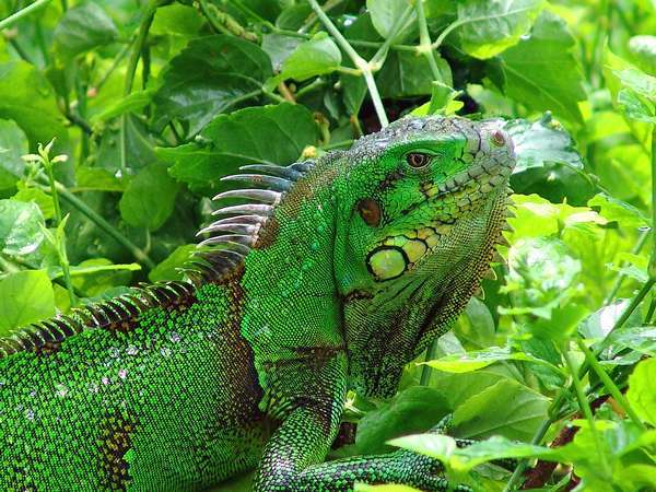Green iguana lizard. IGUANA IGUANA Iguane11