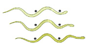 Modes of locomotion of snakes Ondula11