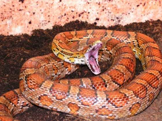 Pantherophis guttatus /Corn snake /snake droplets. Panthe10